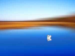 Voir le détail de cette oeuvre: Zen