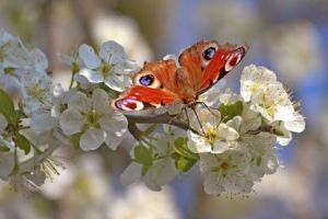 Voir le détail de cette oeuvre: le messager du printemps