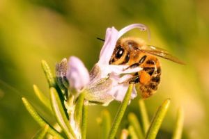 Voir le détail de cette oeuvre: Précieuse Alliée