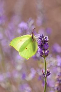 Voir le détail de cette oeuvre: Papillon 