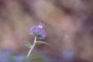 Voir le détail de cette oeuvre: Tête Couronnée