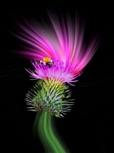 Voir le détail de cette oeuvre: Ma Vie à du Piquant