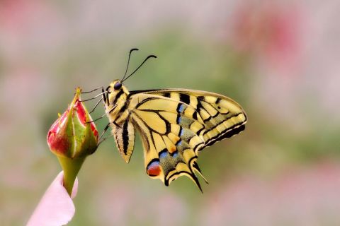 Le Machaon